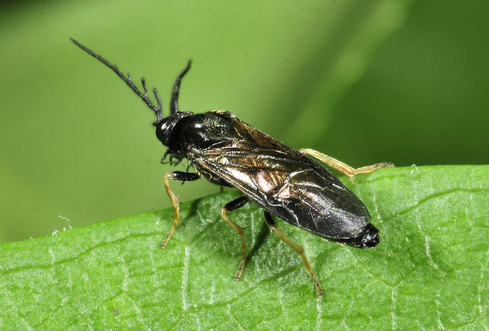 Tenthredinidae: Cladius pectinicornis